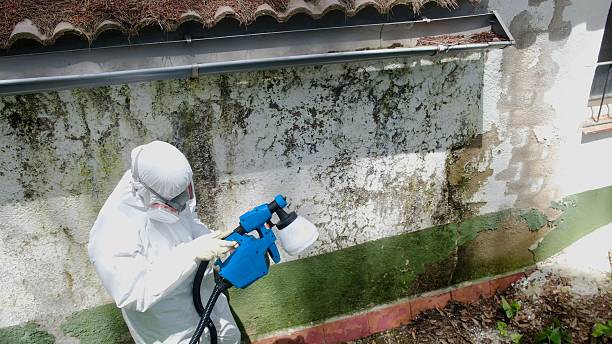 Top rated local Mold Removal specialists in Norfolk, VA
